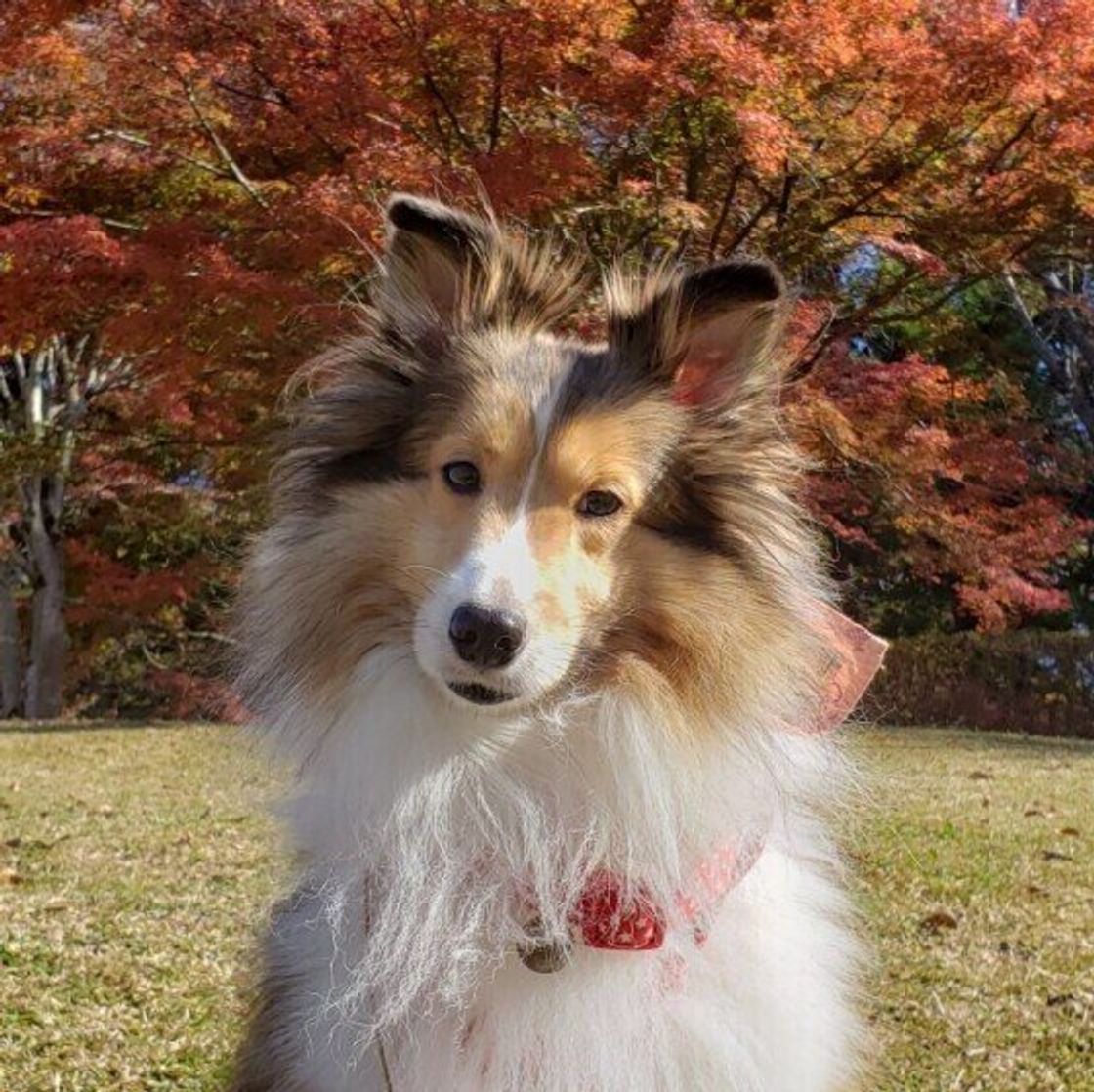 寒い季節に犬のお散歩は無理に行かなくてもいい 冬のお散歩q A いぬのきもちweb Magazine 寒い季節に犬のお散歩は無理に行かなくてもいい 冬のお散歩q A いぬのきもちweb Magazine