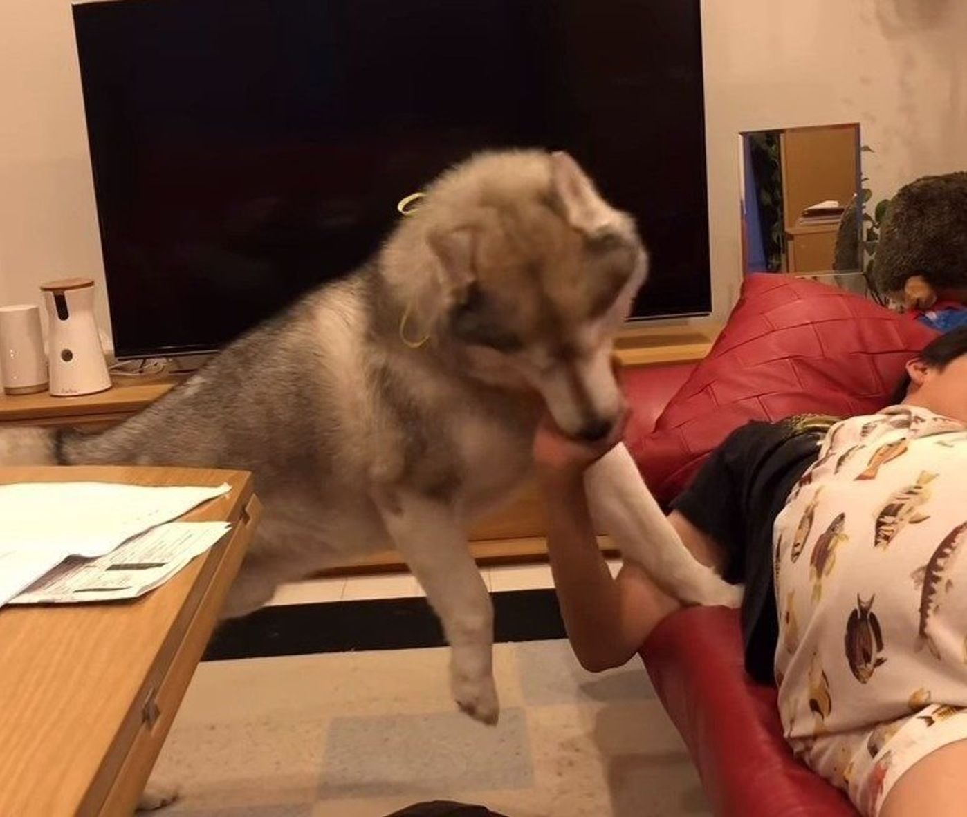 ゴロゴロするお兄ちゃんにスリスリするハスキー犬にキュン W いぬのきもちweb Magazine ゴロゴロするお兄ちゃんにスリスリするハスキー犬にキュン W いぬのきもちweb Magazine
