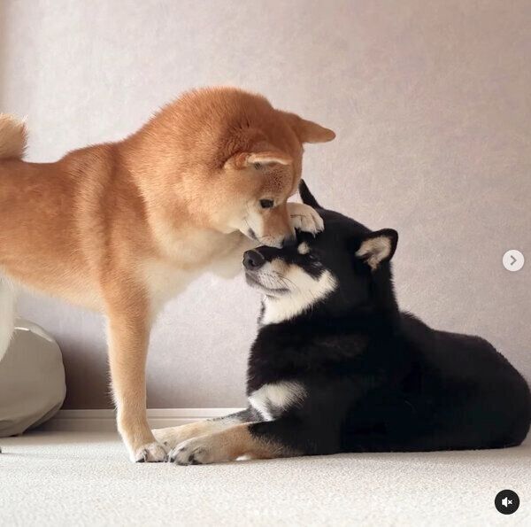 あさちゃんのことをペロペロとなめるのんちゃん