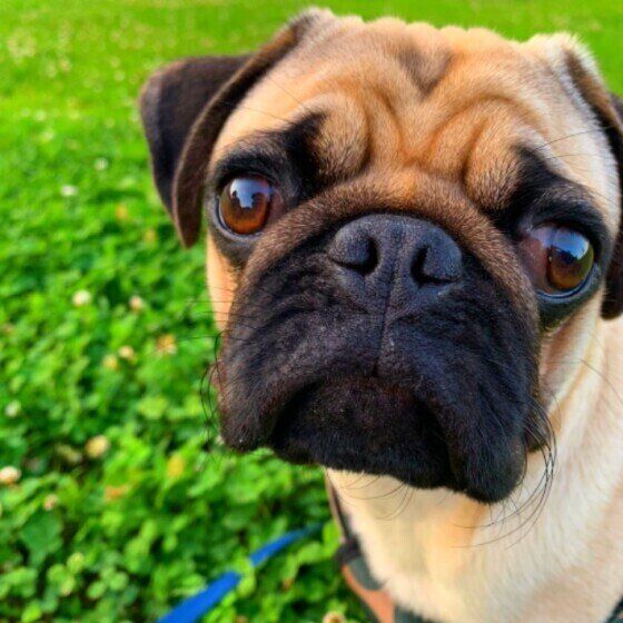 犬の腸内環境について学ぼう いい腸 と 悪い腸 の違いとは いぬのきもちweb Magazine