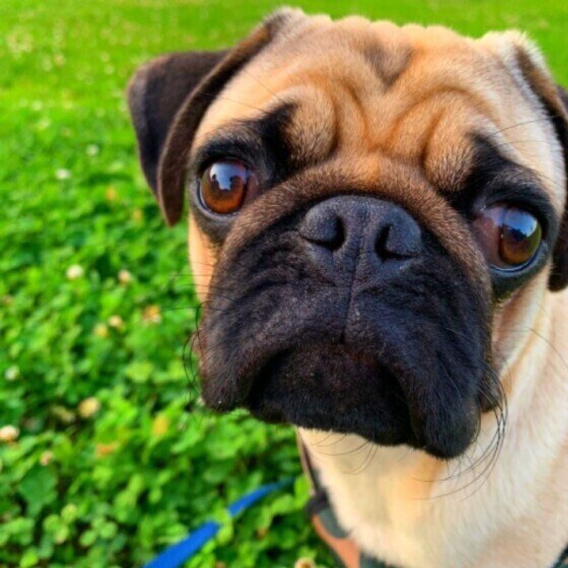 犬の腸内環境について学ぼう いい腸 と 悪い腸 の違いとは いぬのきもちweb Magazine