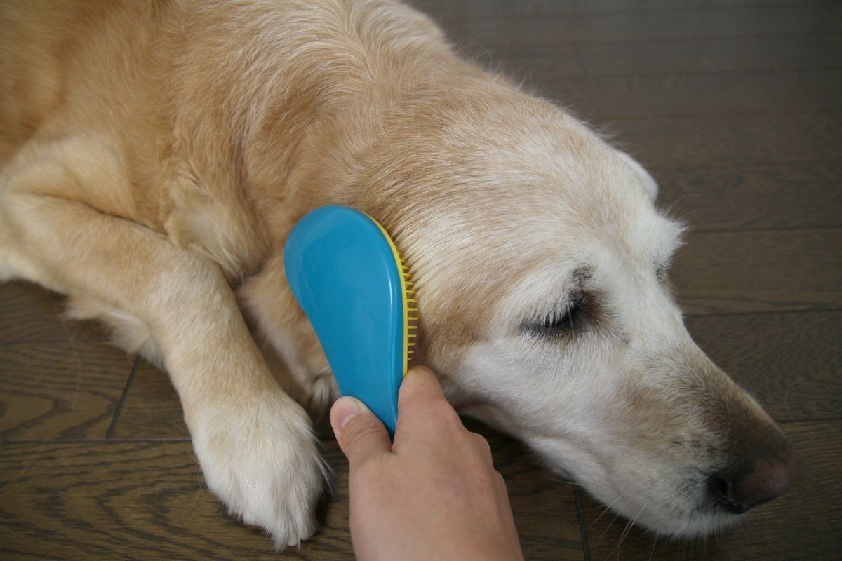 いぬのきもちふろくレポート