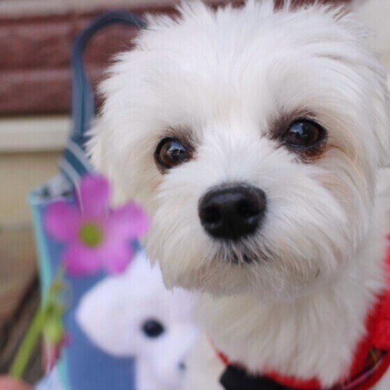 お出かけ中のマルチーズ