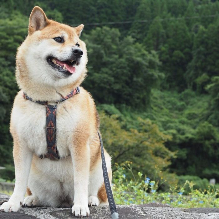 散歩するののちゃん