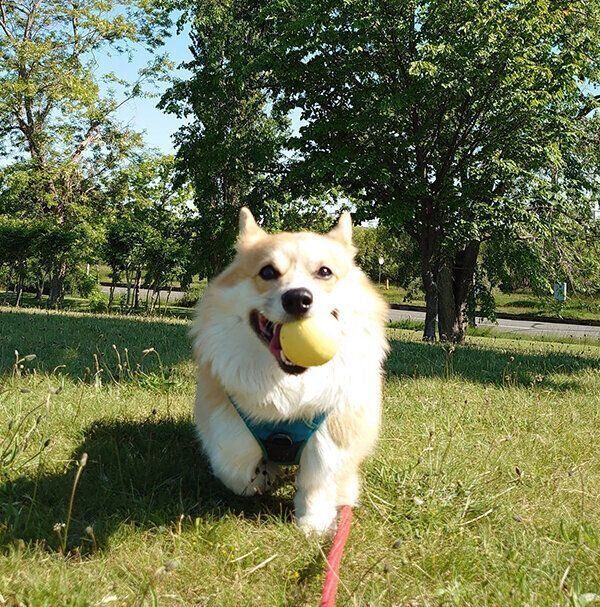 ボール遊びをするぶんたくん