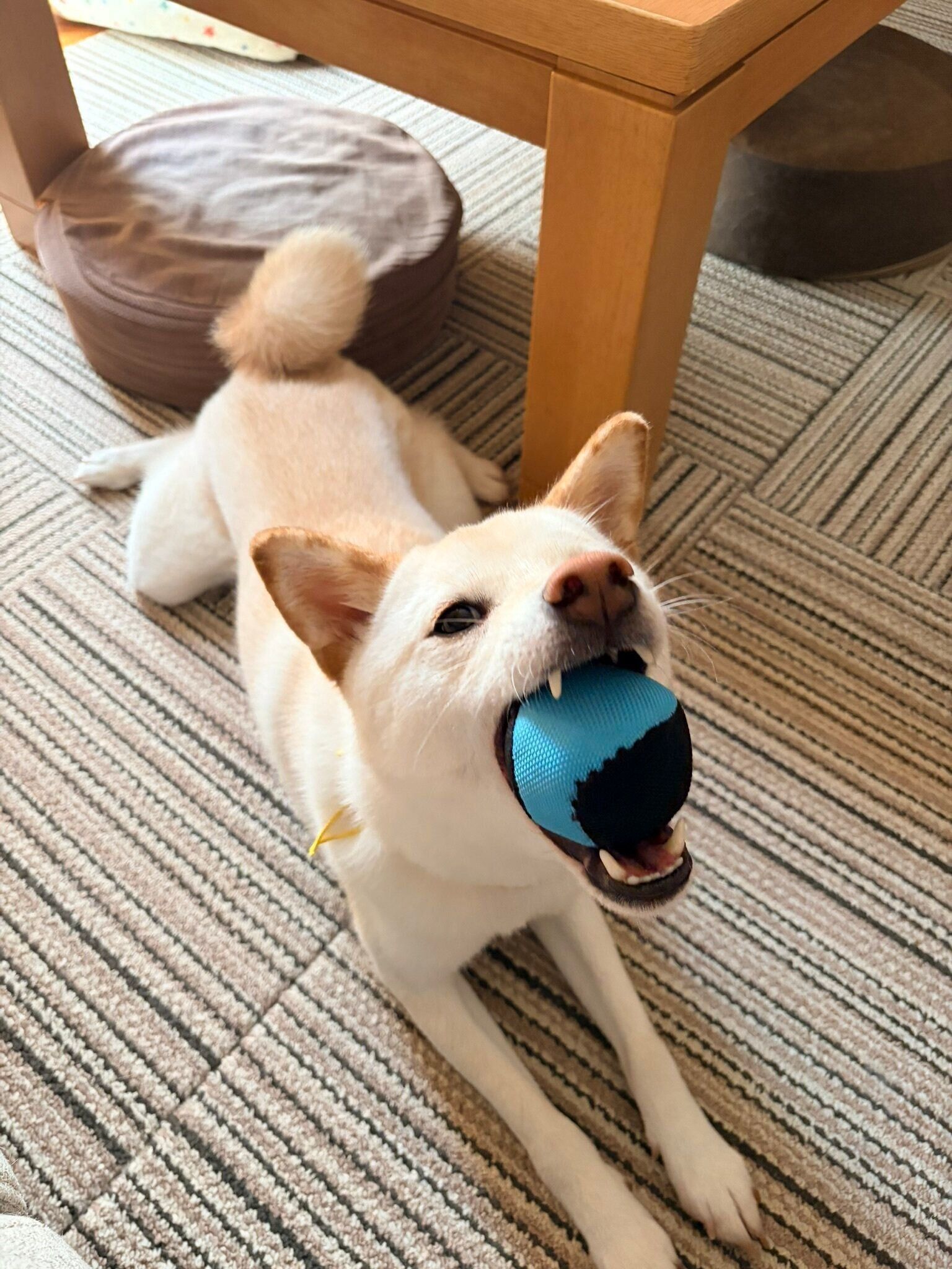 おもちゃで遊ぶ銀くん