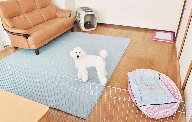 イイコ犬お留守番