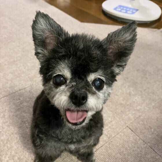 シニア犬を寒さや冷えから守ろう！ 冬の寒さ対策でできること いぬのきもち