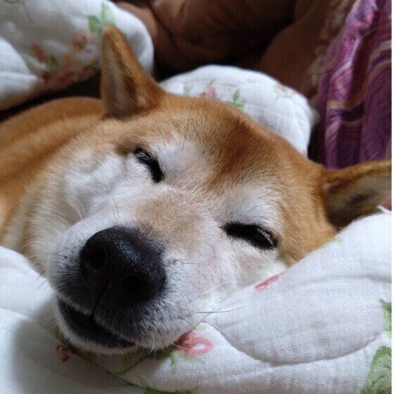 犬と暮らす家ではいつからいつまで暖房を使ったらよい？ 暖房器具を使用する気温の目安 いぬのきもち