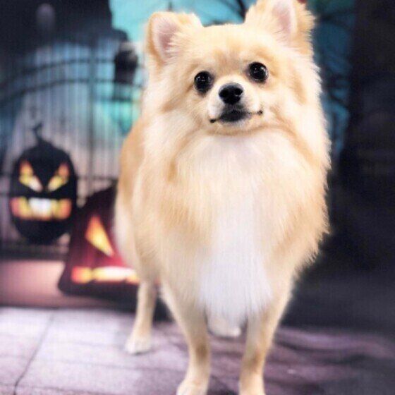 シャンプーしてもらったポメラニアン