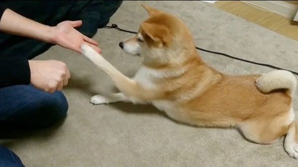 チーズが欲しい柴犬