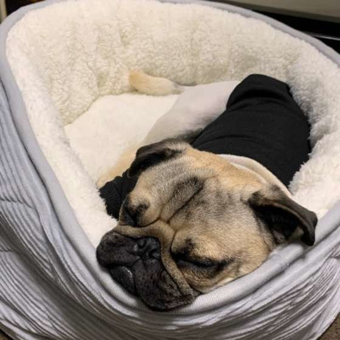 獣医師監修 知っておきたいシニア犬の 床ずれ ケア いぬのきもちweb Magazine 獣医師監修 知っておきたいシニア犬の 床ずれ ケア いぬのきもちweb Magazine