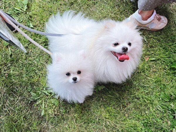 お出かけを楽しむおこめくん、あんにんくん