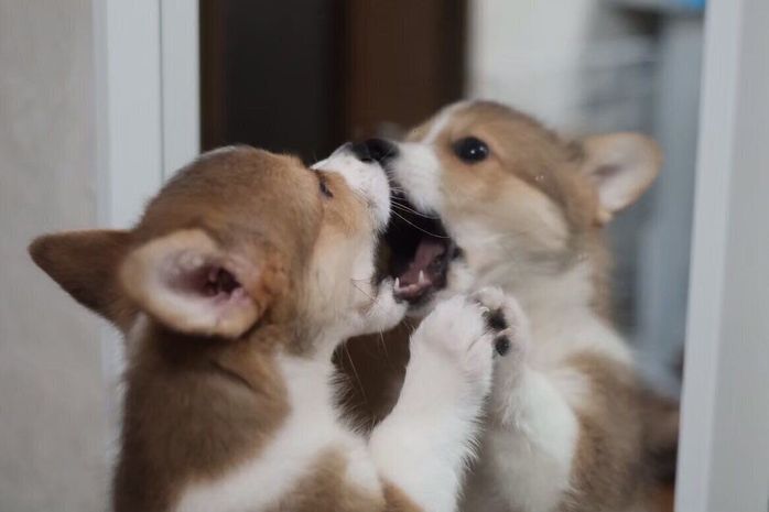 鏡に映る自分を見つめるせこむちゃん