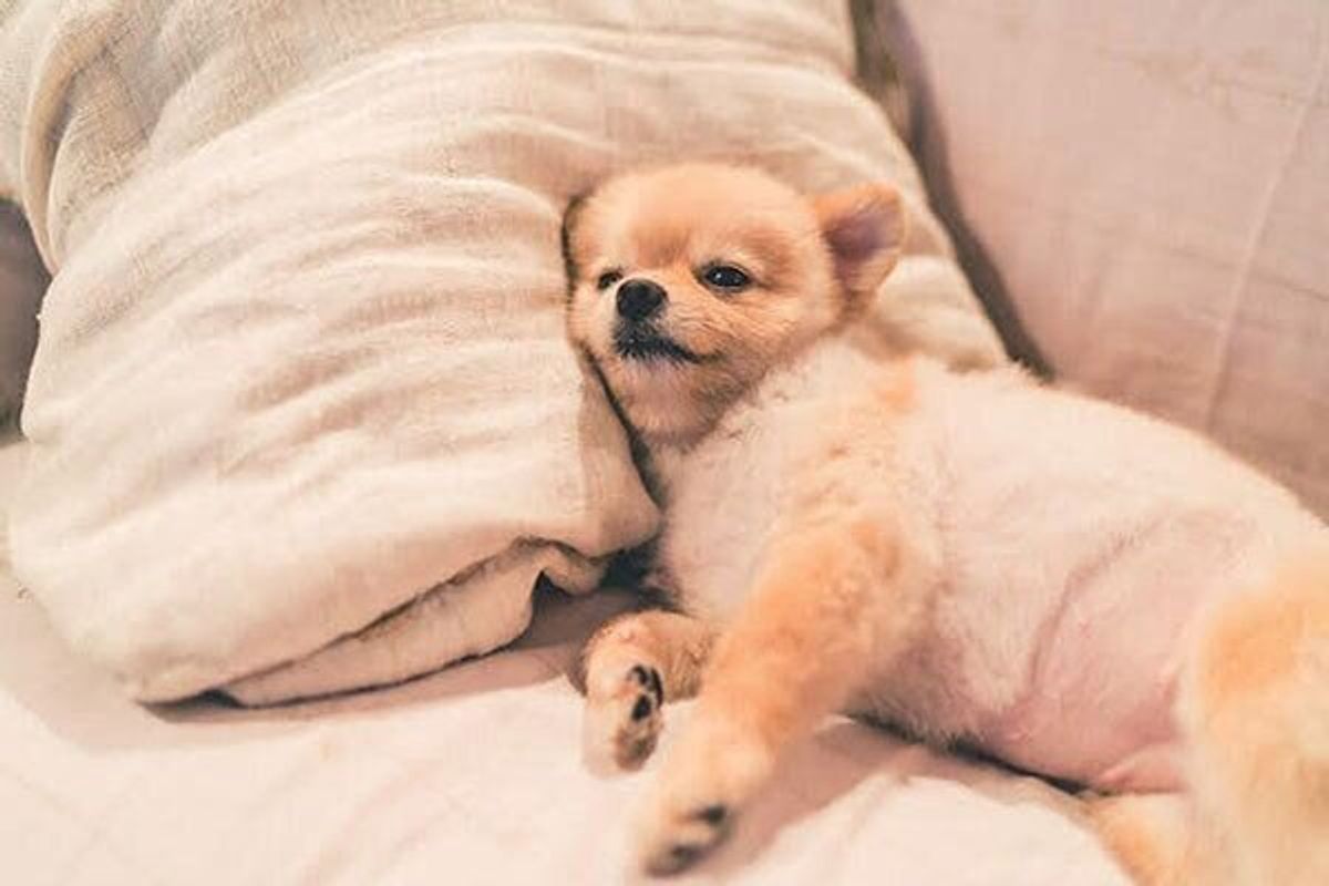 愛犬の病気が発覚する前に もしかしたらこれって と飼い主が感じた異変 体験談 いぬのきもちweb Magazine 愛犬の病気が発覚する前に もしかしたらこれって と飼い主が感じた異変 体験談 いぬのきもちweb Magazine