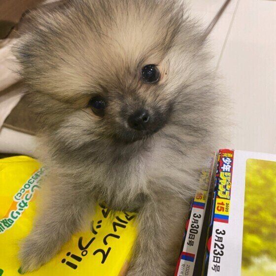 見つめるポメラニアン