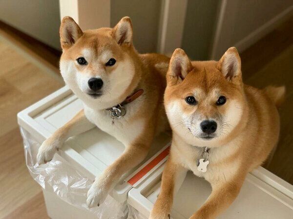 見つめるフィラちゃん、りまちゃん