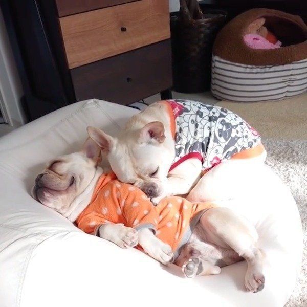 お兄ちゃんに寄り添うワンコ