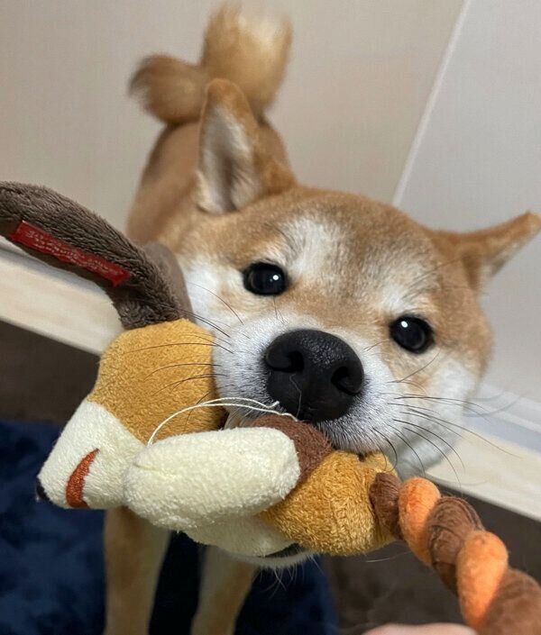 おもちゃをくわえるいそべくん