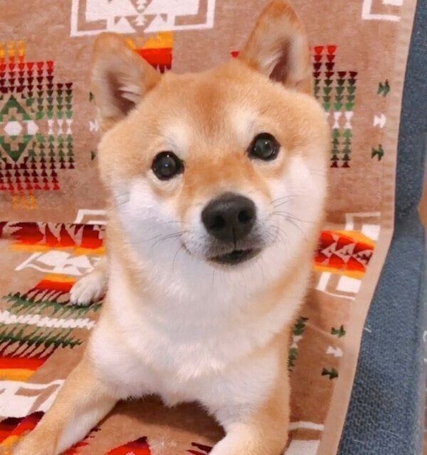 見つめるちくわくん