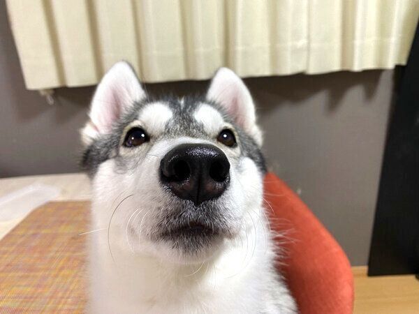 見つめるノンノさん