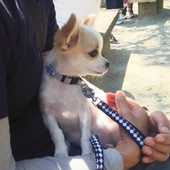 チワワ　迎え入れ