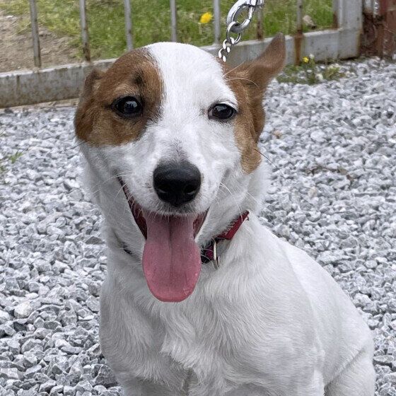 ジャック・ラッセル・テリアの明日叶ちゃん