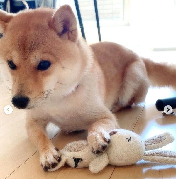 うさぎのぬいぐるみが好きなこたろうくん