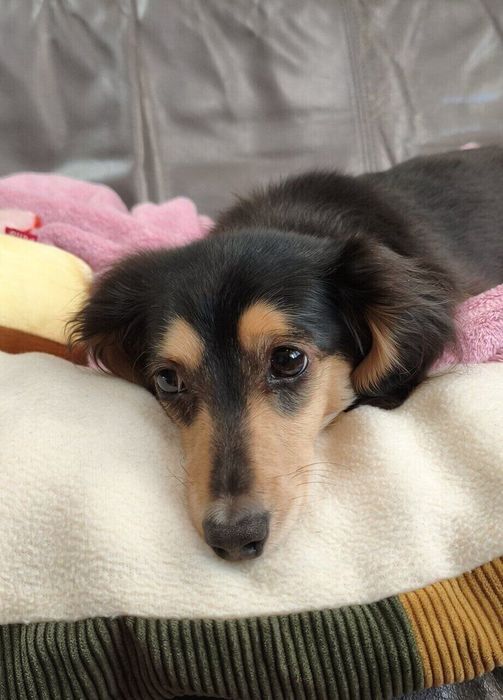 まったりするくれあちゃん かわいすぎる