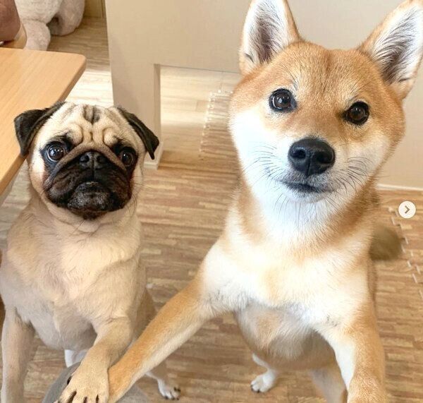 見つめるラルくんとアキちゃん