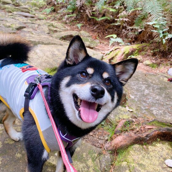 柴のラガーちゃん♪