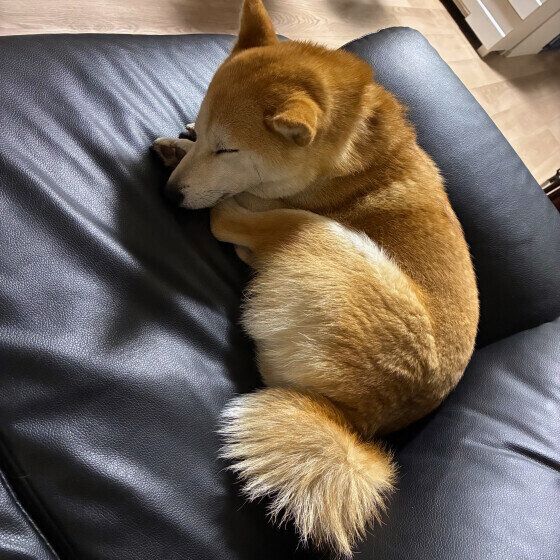 ソファで眠る柴犬