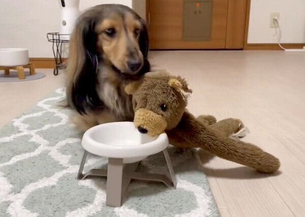 ボウルにくまのぬいぐるみを乗せる、るのんくん