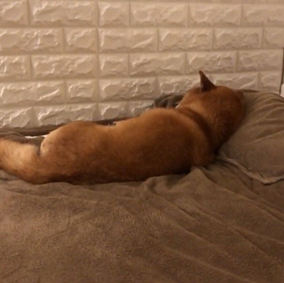 枕を使いこなすゆきちゃん