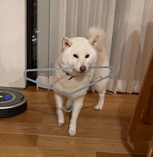 ハンガーをくわえるしらたまちゃん