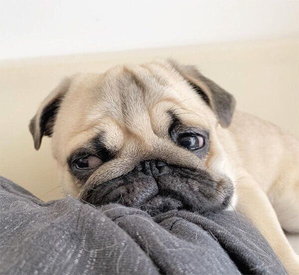 とろけるさんきちくん