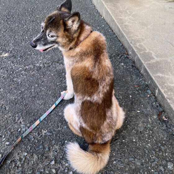 ミックス犬のアキちゃん