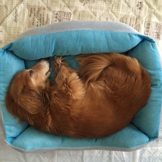 犬にとって快適な寝床