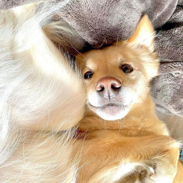 くつろぐあられちゃん