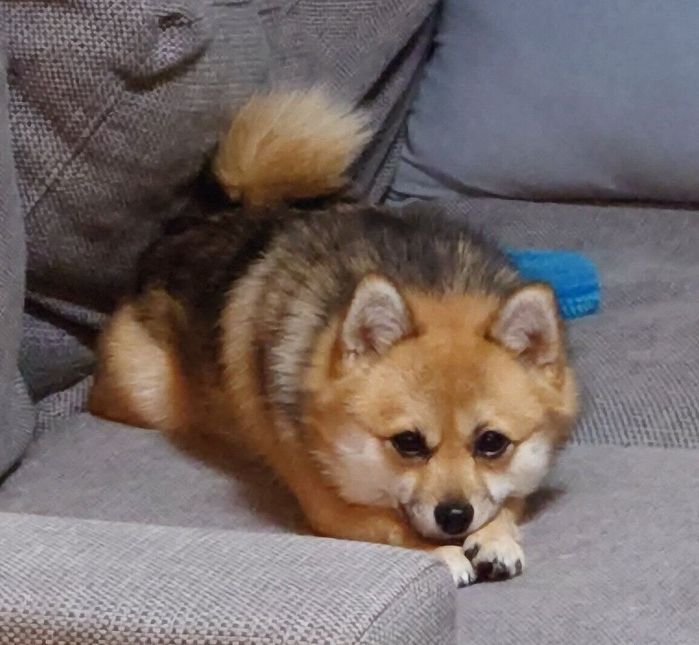 ソファの上で伏せるおこげちゃん