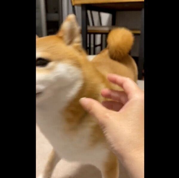 なでるのはNGなひるねちゃん