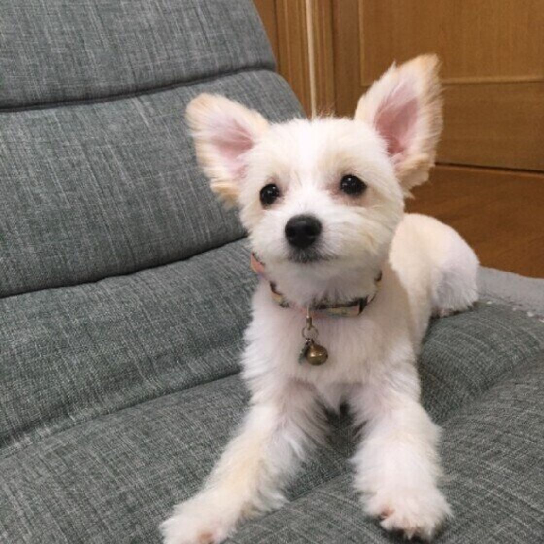 獣医師監修 犬の予防接種後のシャンプー 散歩 いつからok いぬのきもちweb Magazine 獣医師監修 犬の予防接種後のシャンプー 散歩 いつからok いぬのきもちweb Magazine