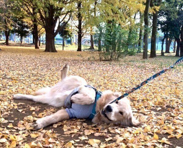 寝転がるぽち丸くん