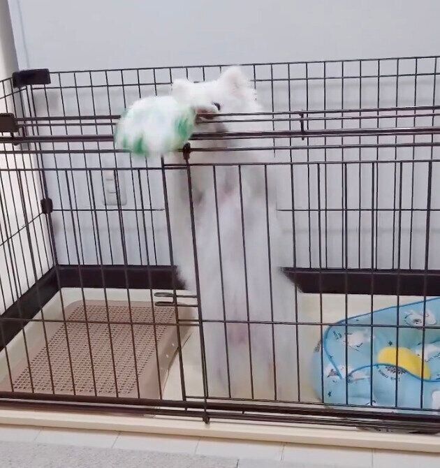 おもちゃを外に出すおこめちゃん