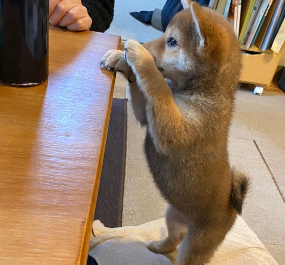 生後2カ月のころに撮影したおとちゃん