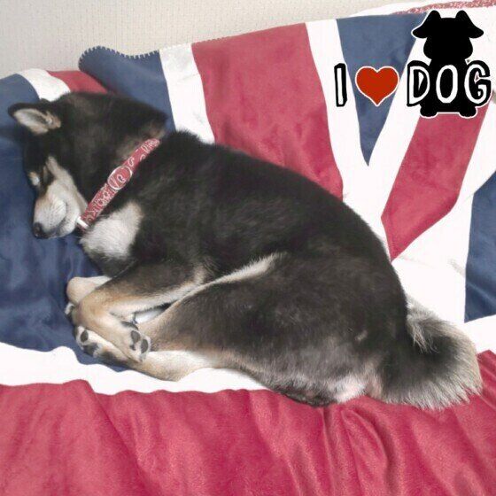 柴犬のミジンコ寝