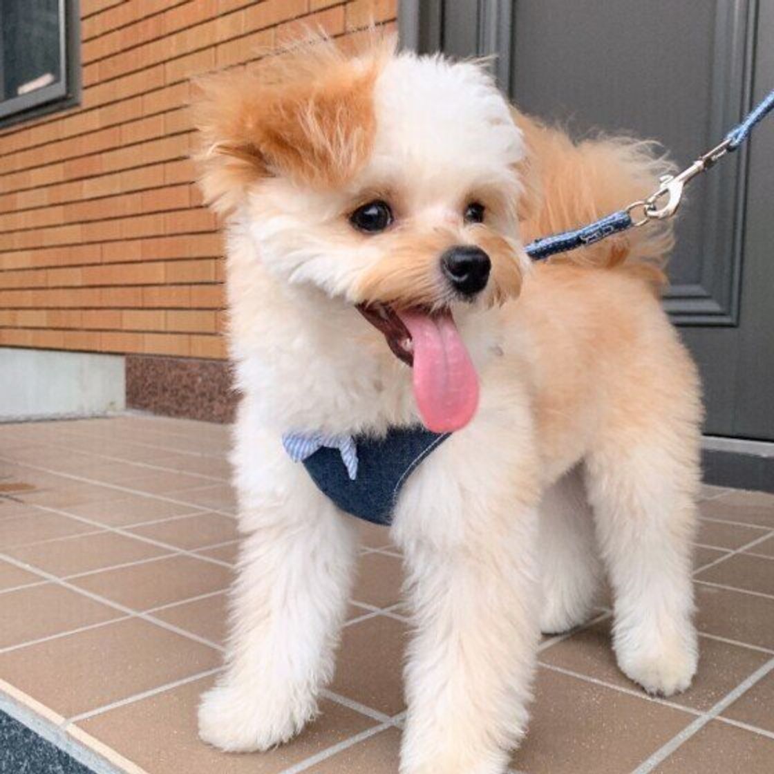 花火 雷 犬の 苦手な音 は身近に 飼い主さんの対処法を紹介 いぬのきもちweb Magazine 花火 雷 犬の 苦手な音 は身近に 飼い主さんの対処法を紹介 いぬのきもちweb Magazine