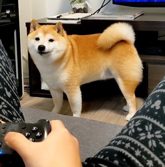 ゲーム中のパパさんを見つめる福来くん