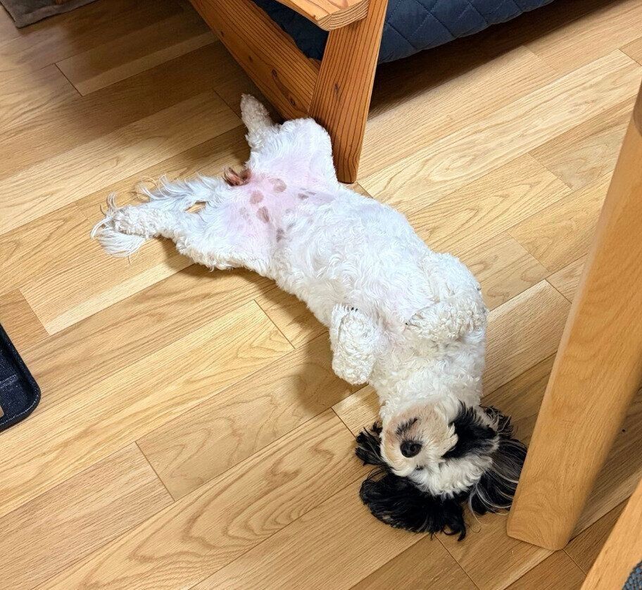 安心したようにお腹を見せるモノちゃん