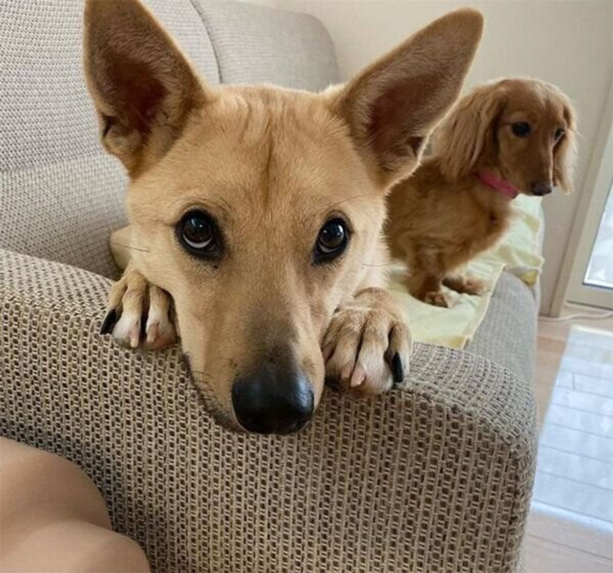 保護犬を迎え入れた日に 予期せぬ幸運 が 家族になって約2年 今の暮らしぶりを覗き見 いぬのきもちweb Magazine 保護犬を迎え入れた日に 予期せぬ幸運 が 家族になって約2年 今の暮らしぶりを覗き見 いぬのきもちweb Magazine